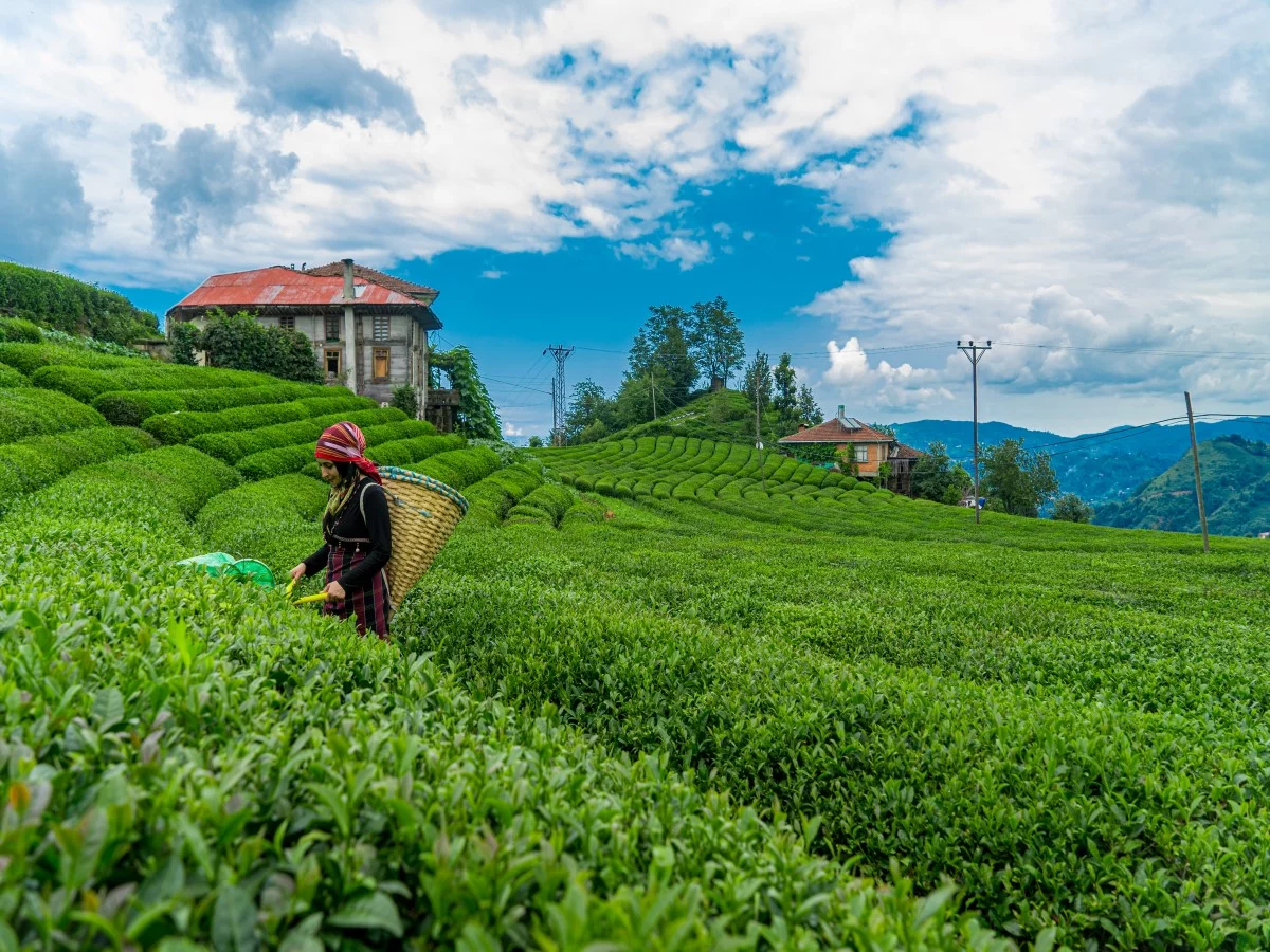 Rize